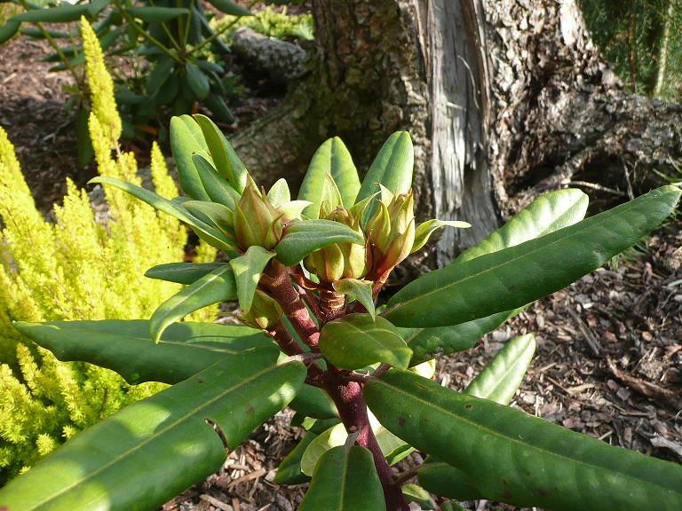 Rododendron
